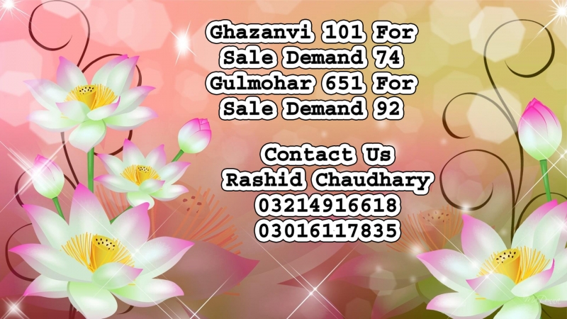 Commercial Available for Sale NFC LAHORE For Sale