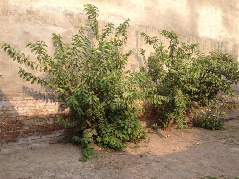 House Available for Sale Shah Khalid RAWALPINDI window s photo viewer
