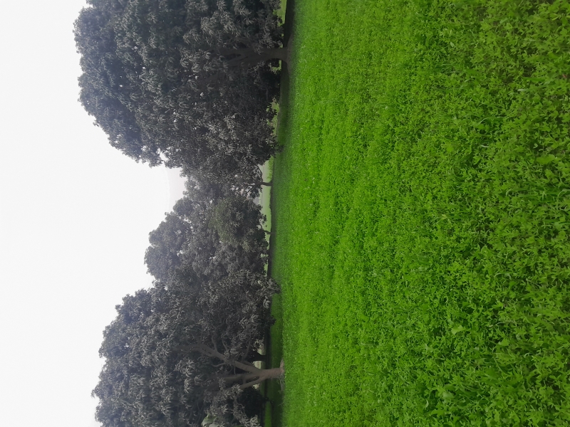 Plot Available for Sale Surrounding area agricultural lands MULTAN 4 Acre with Mango Orchards