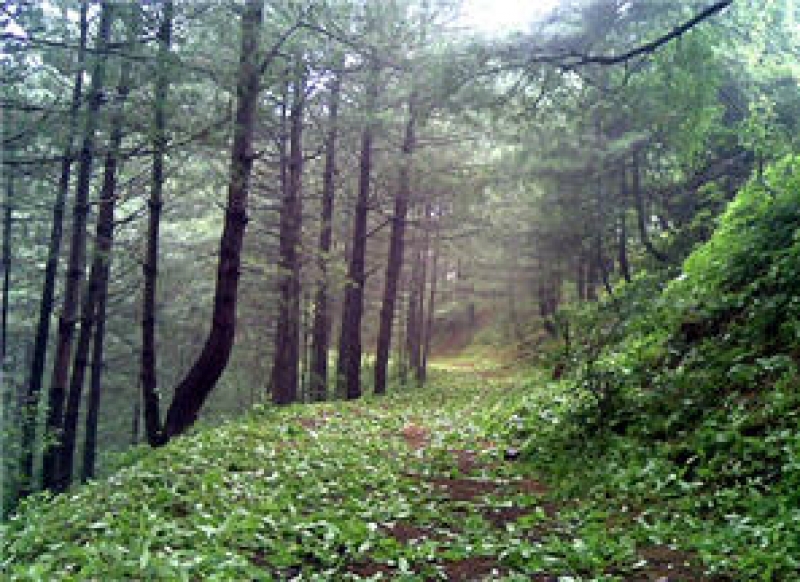 Plot Available for Sale Ghora Gali MURREE 
