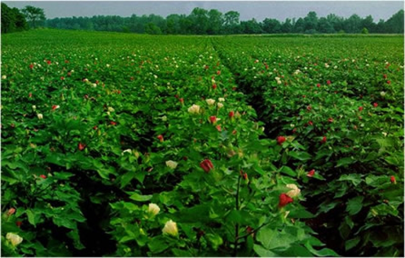 Plot Available for Sale OTHERS Other Cities 