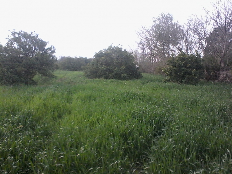 Plot Available for Sale G.T Road PESHAWAR Orange Garden