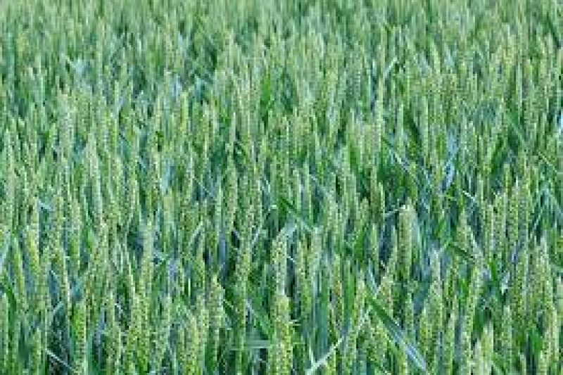 Plot Available for Sale GT Road RAWALPINDI 1
